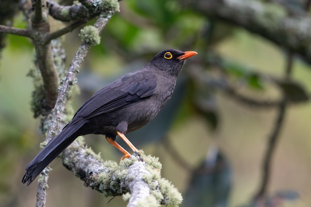 Great Thrush