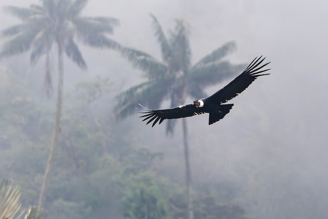Andean Condor