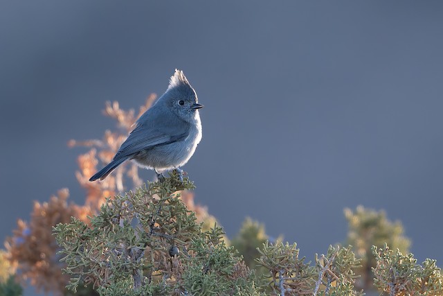 Juniper Titmouse