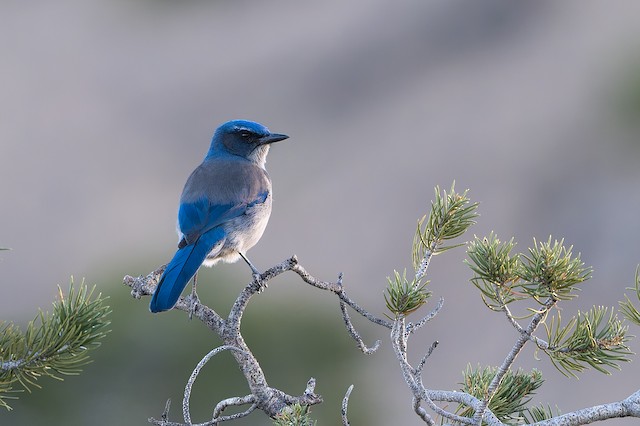 Woodhouse's Scrub-Jay