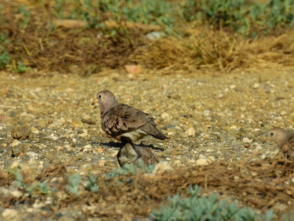 Common Ground Dove - robert wellens