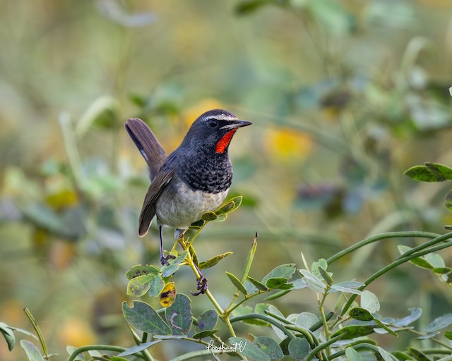 Himalayan Rubythroat ML645161345
