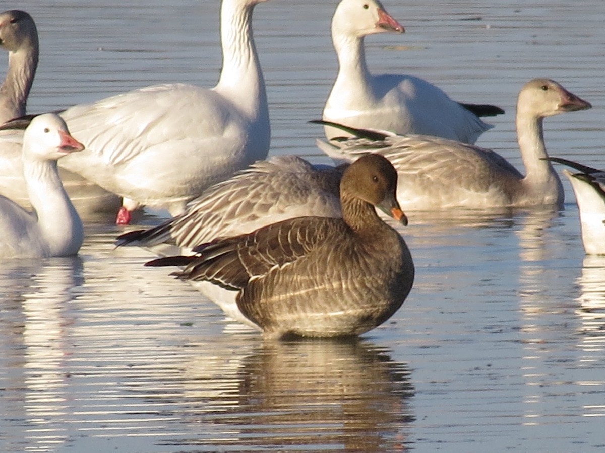 eBird Checklist 19 Oct 2013 Vendel Rd.Tundra BeanGoose location