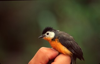 BLARNY A REPORT OF THE BIRDSTRIKE ほぼ新品 White-faced Redstart - Myioborus albifacies - Birds of the World