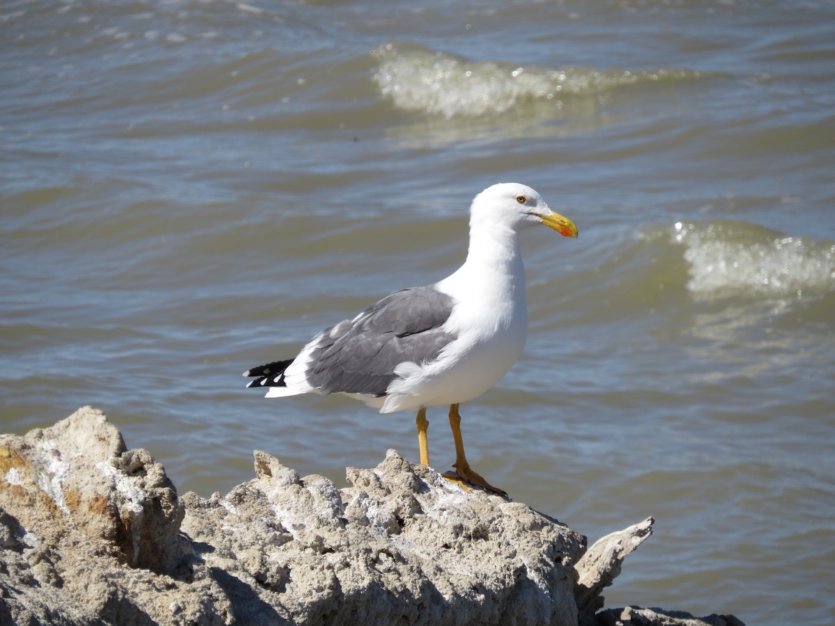 Yellow-footed Gull - ML64517471