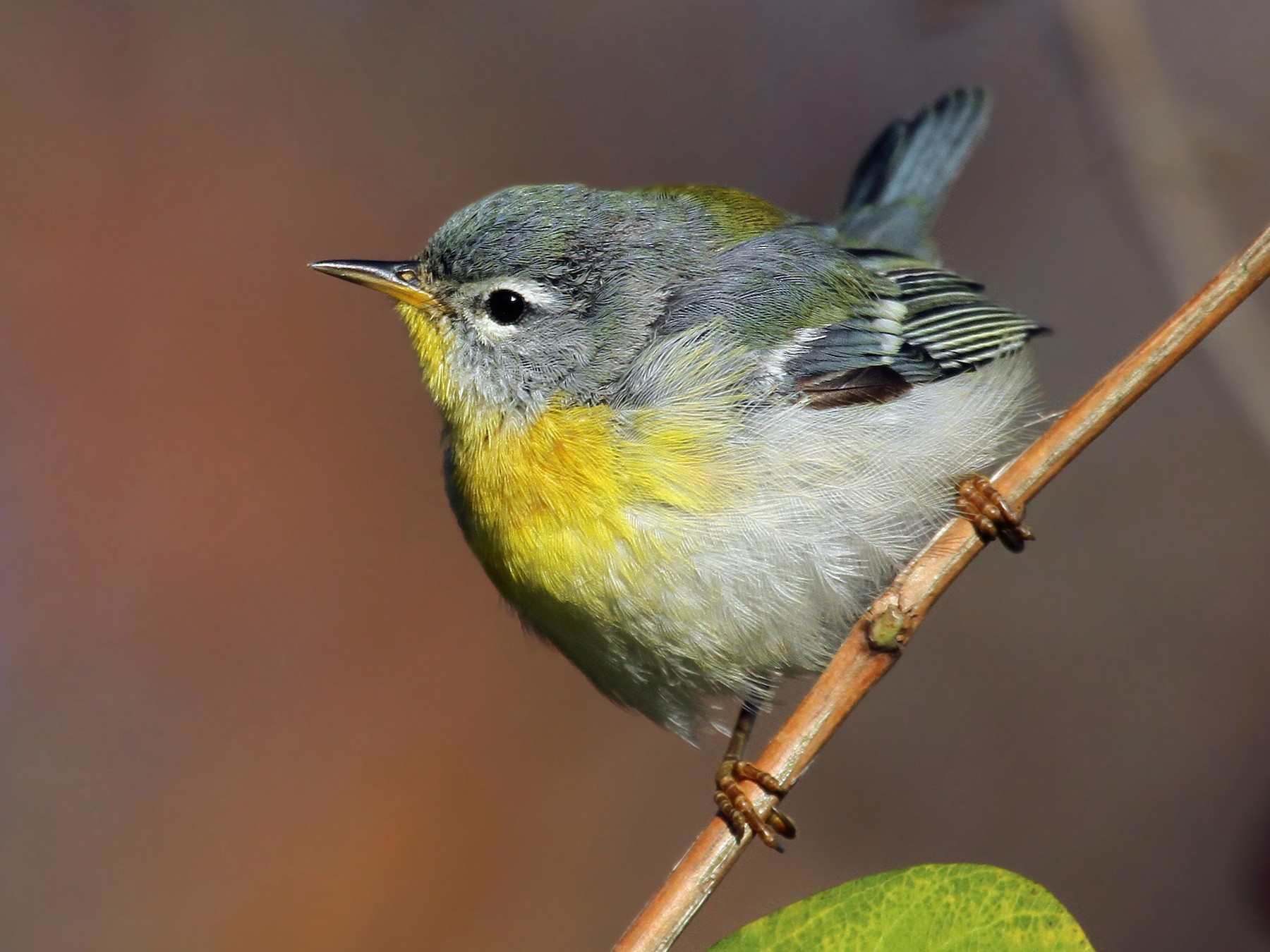 Northern Parula - Ryan Schain