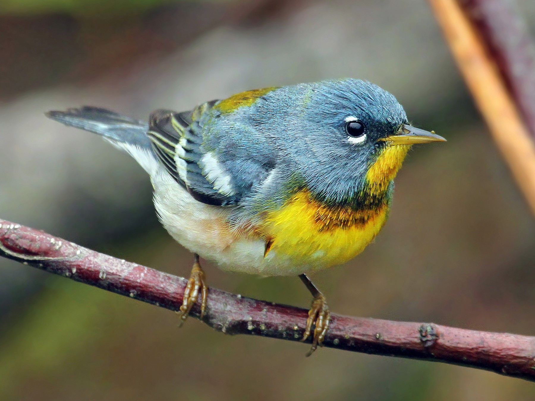 Northern Parula - Ryan Schain