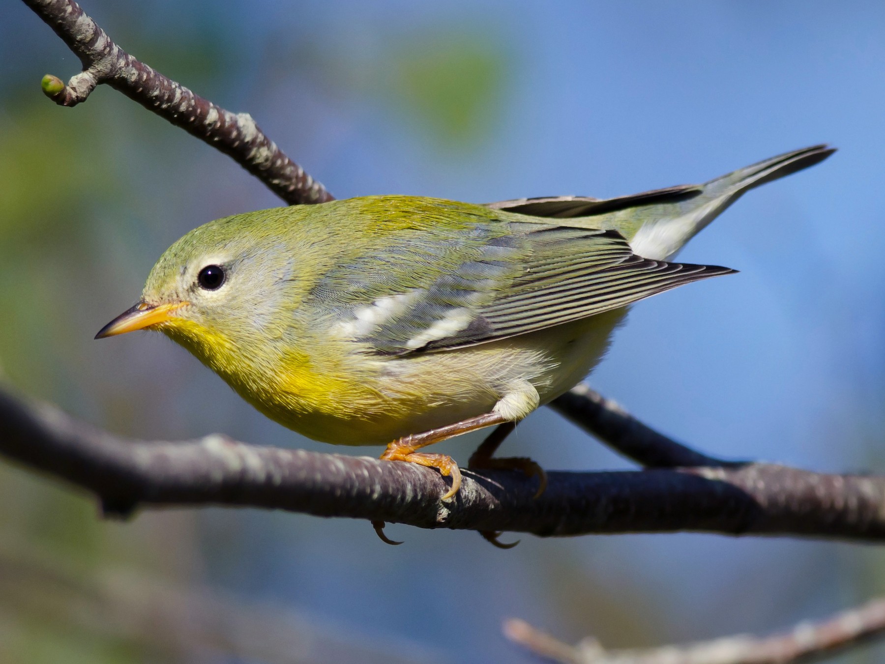 Northern Parula - Alix d'Entremont