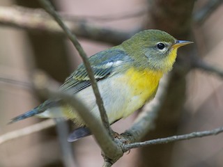 Immature female - Ian Davies - ML64518241