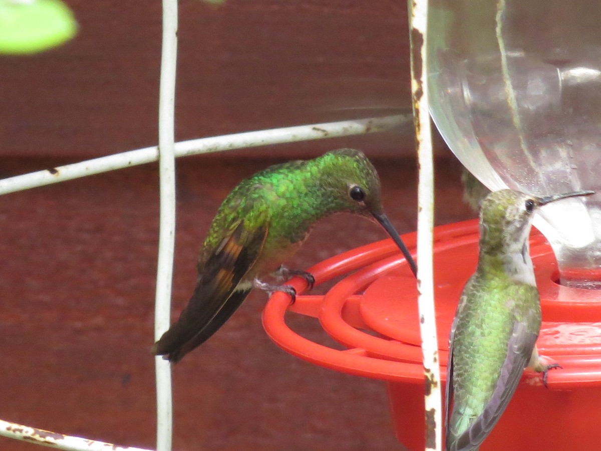 Berylline Hummingbird - ML64518401