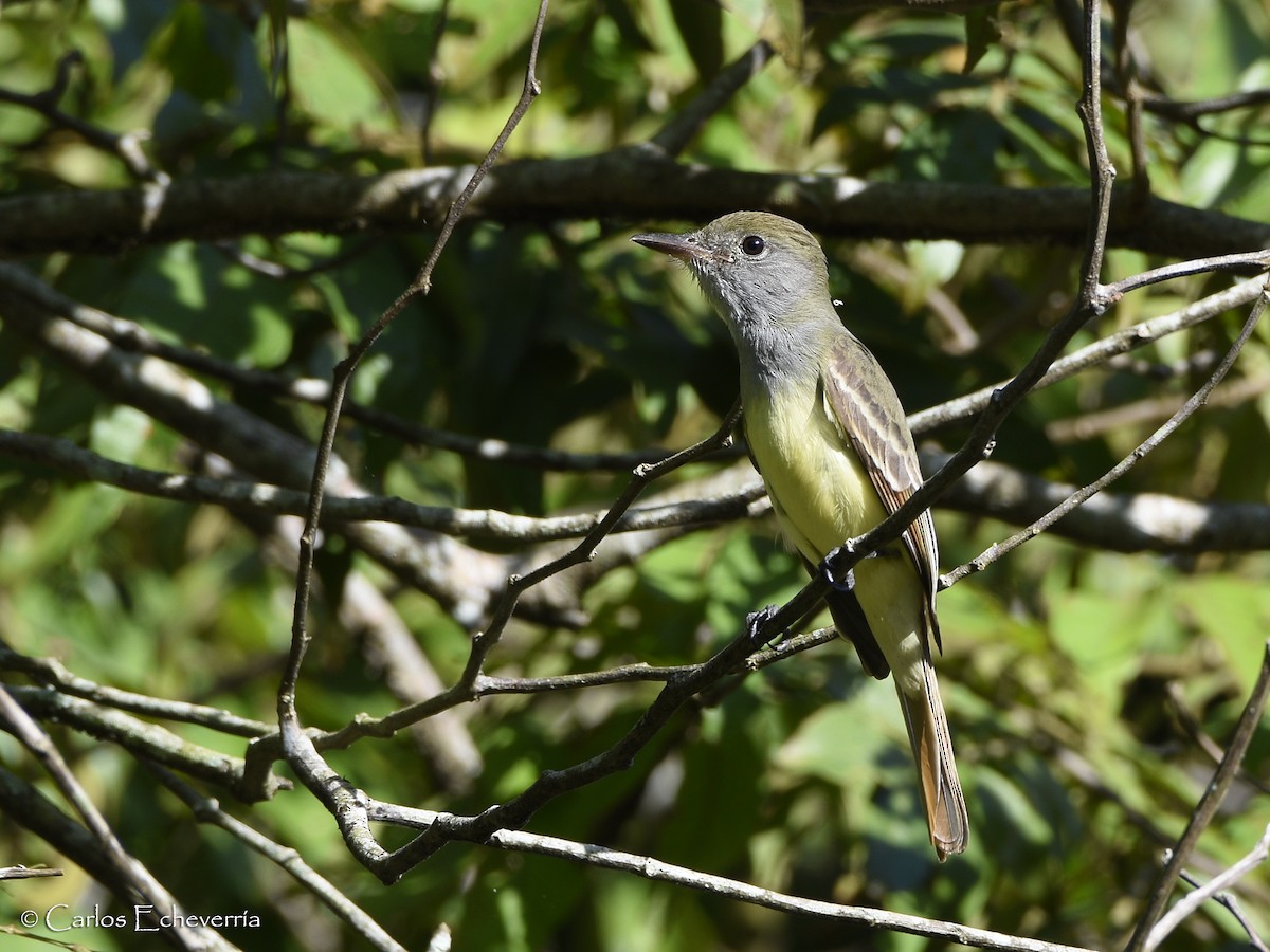 Great Crested Flycatcher - ML64520961
