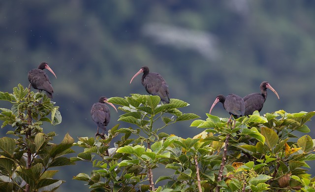 Bare-faced Ibis