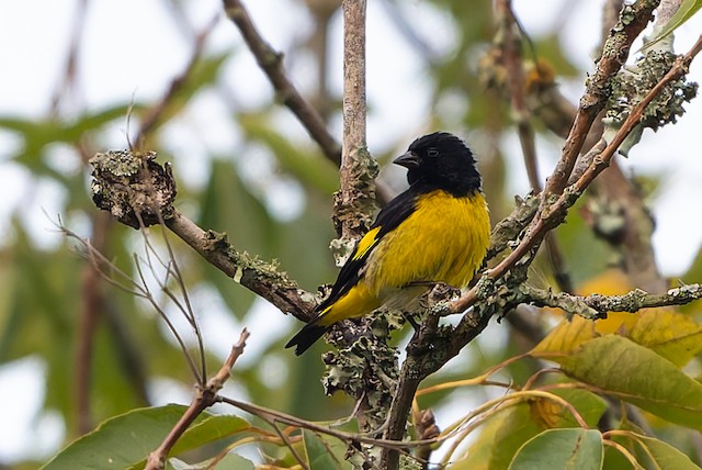 Yellow-bellied Siskin