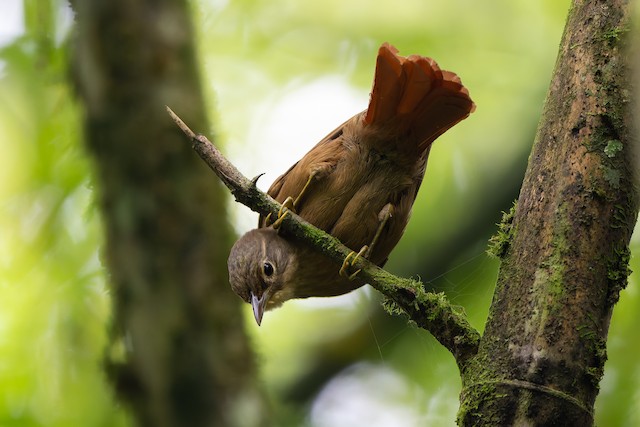 Montane Foliage-gleaner