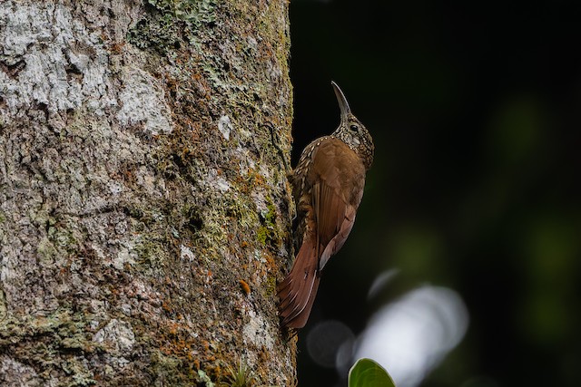 Montane Woodcreeper