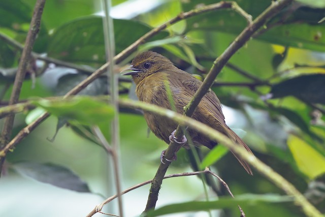 Oleaginous Hemispingus