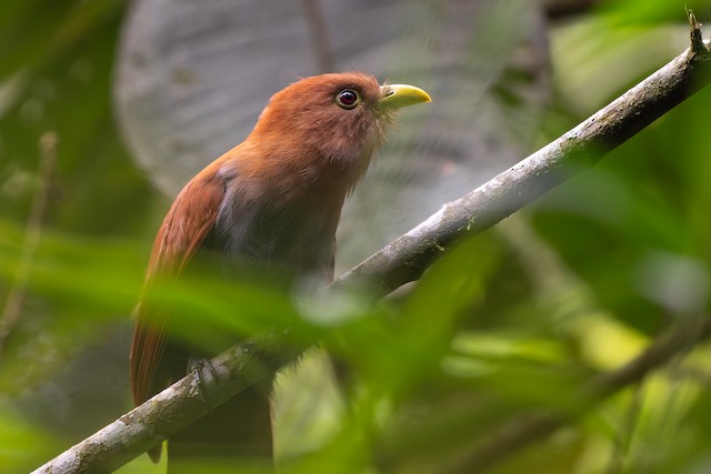 Common Squirrel-Cuckoo