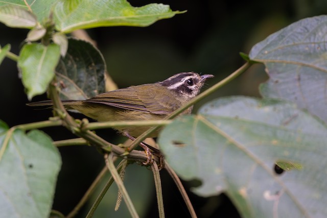 Three-striped Warbler