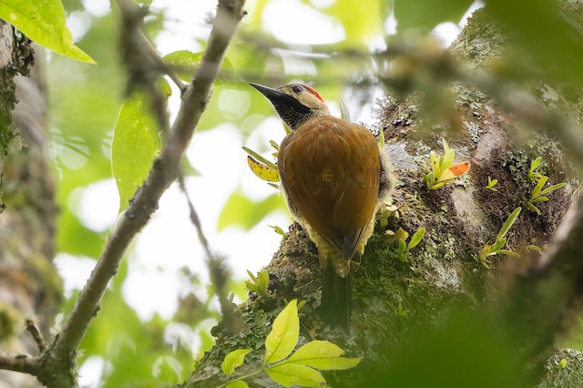 Golden-olive Woodpecker