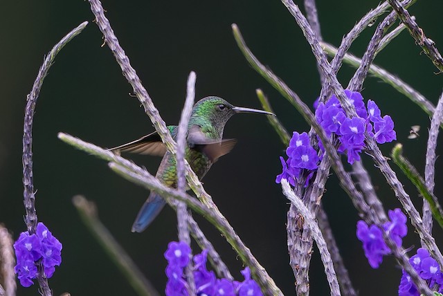 Steely-vented Hummingbird