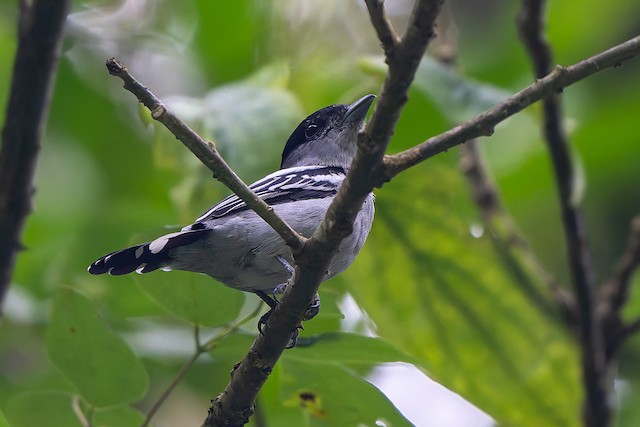 White-winged Becard