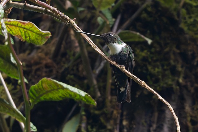 Collared Inca
