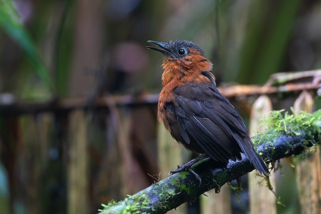 Northern Chestnut-breasted Wren
