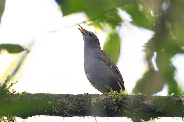 Andean Solitaire