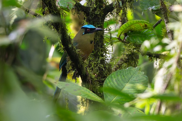Andean Motmot