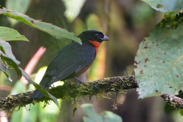 Red-ruffed Fruitcrow