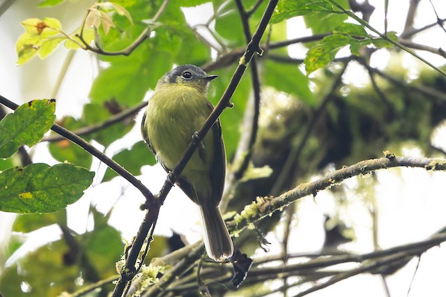 Marble-faced Bristle-Tyrant