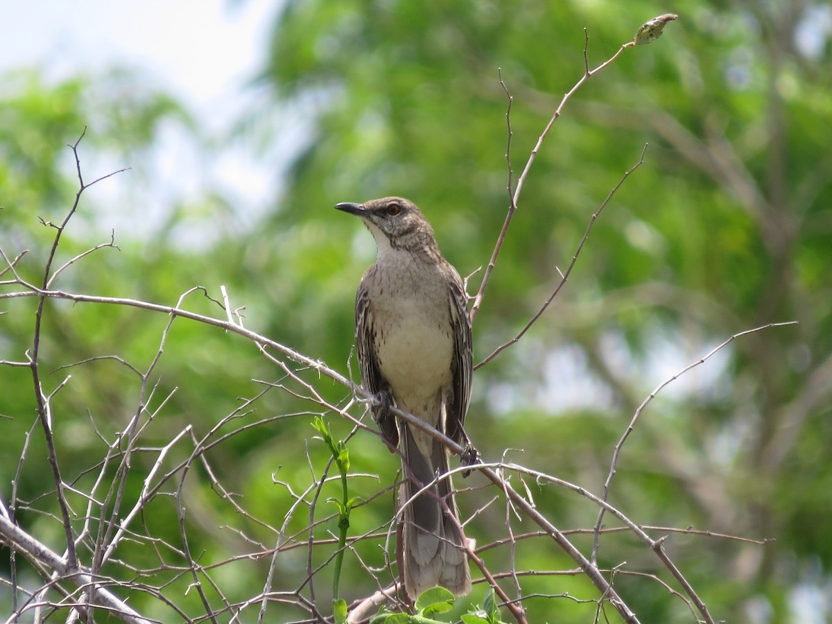 Bahama Mockingbird - ML64521601