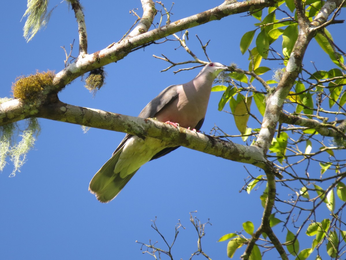 Ring-tailed Pigeon - ML64521901