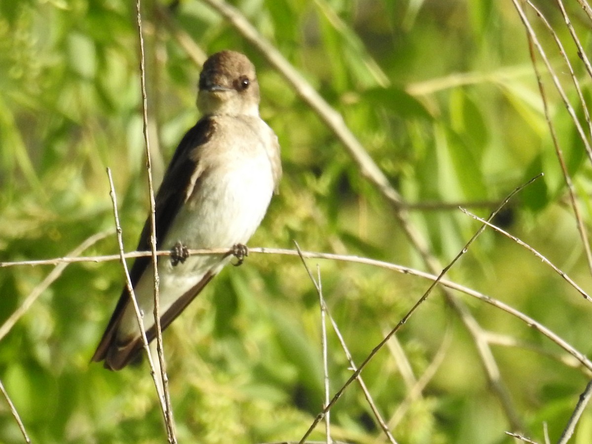 Northern Rough-winged Swallow - Tina Toth