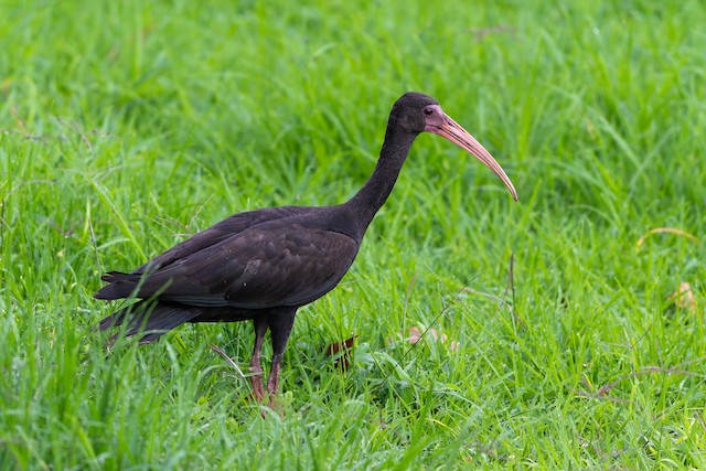 Bare-faced Ibis