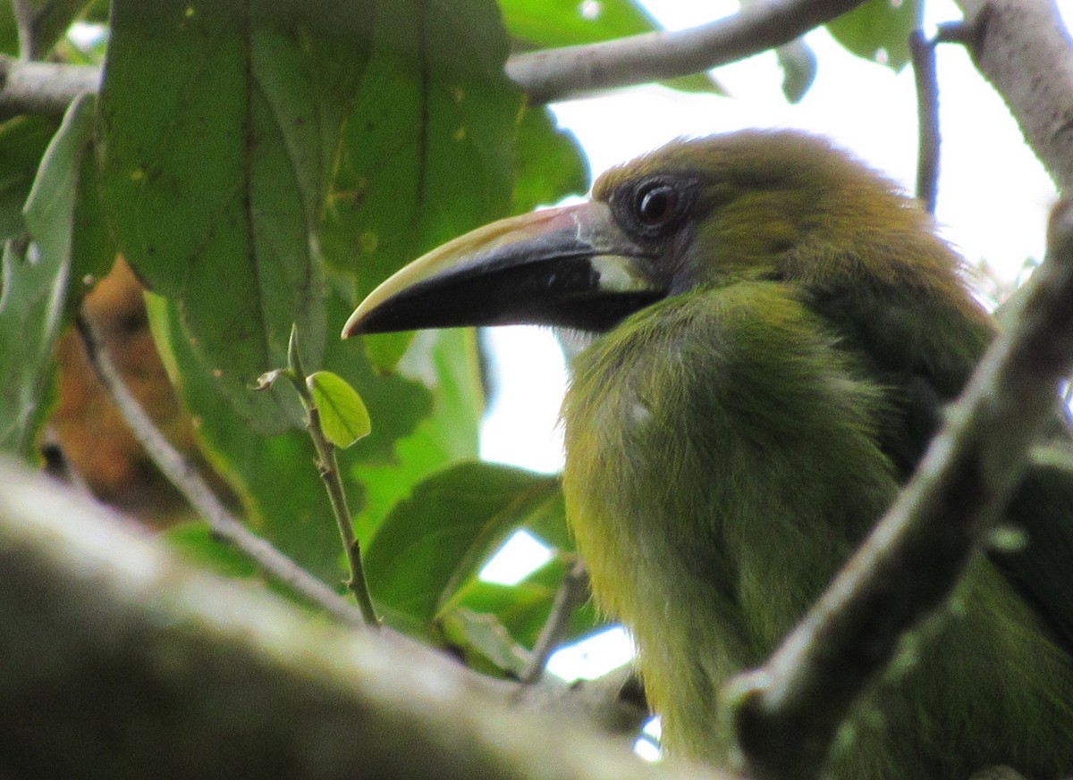 Northern Emerald-Toucanet - Mark Chao