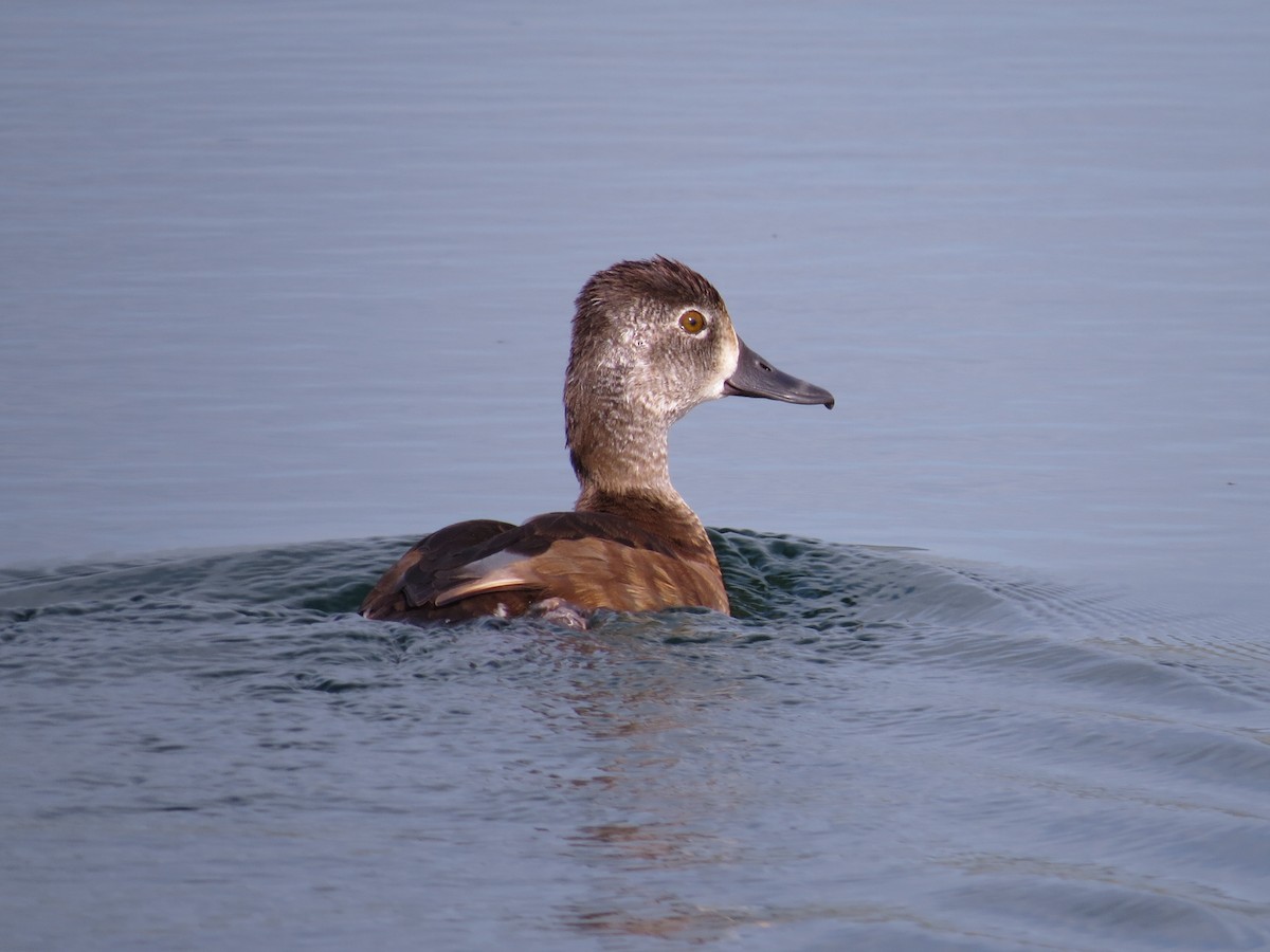 Ring-necked Duck - ML64526711