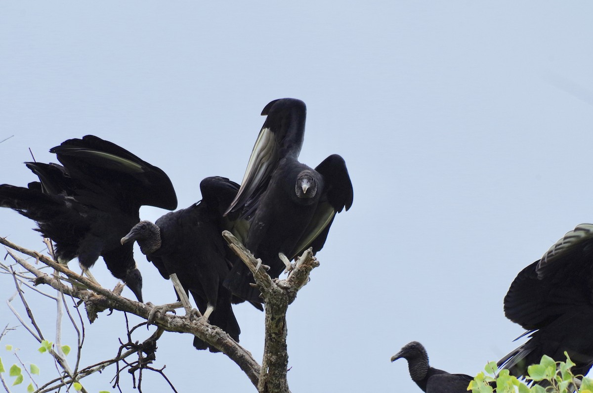 Black Vulture - James Taylor