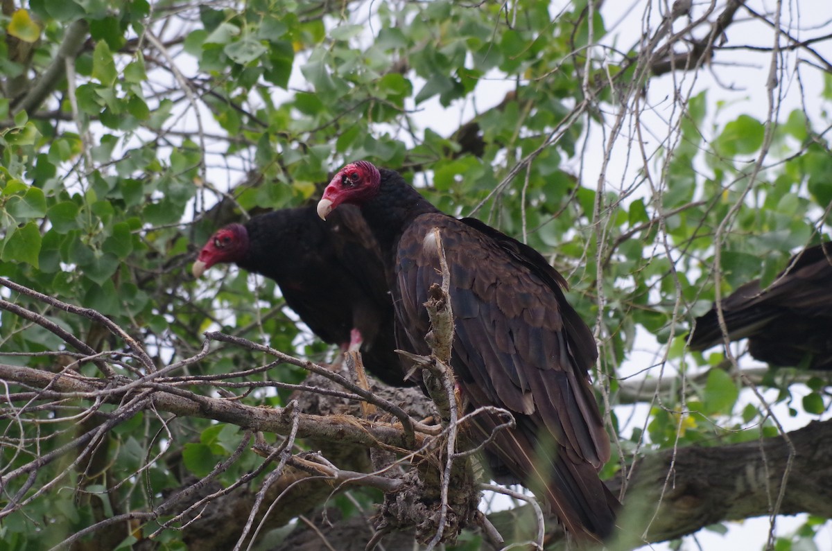 Turkey Vulture - James Taylor