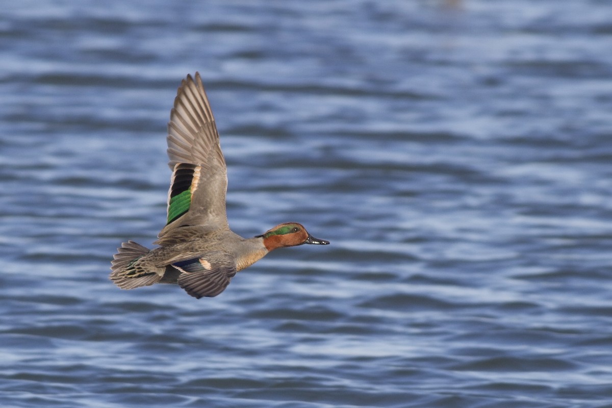 Green-winged Teal - ML64527431