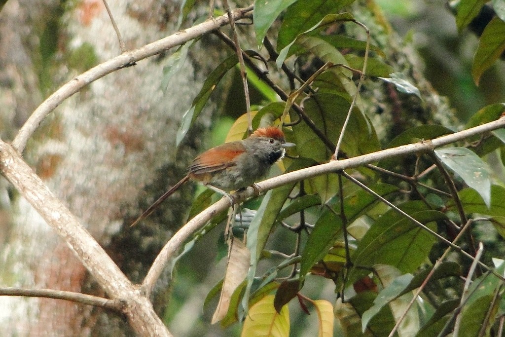 Sooty-fronted Spinetail - Carlos Otávio Gussoni