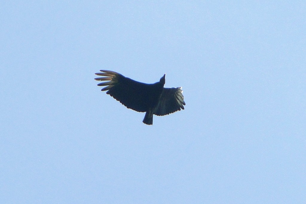 Black Vulture - Carlos Otávio Gussoni
