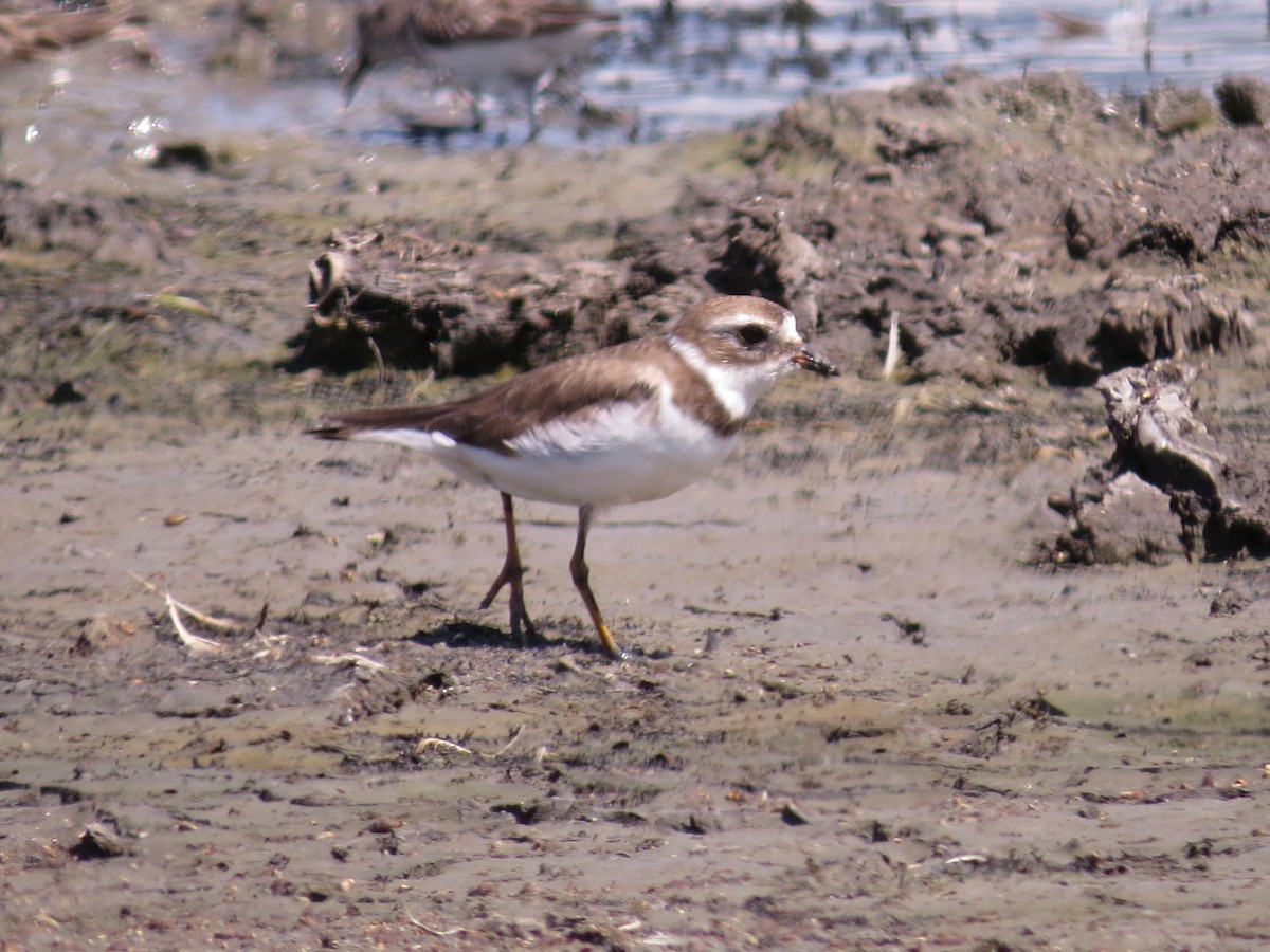 Semipalmated Plover - ML64532891