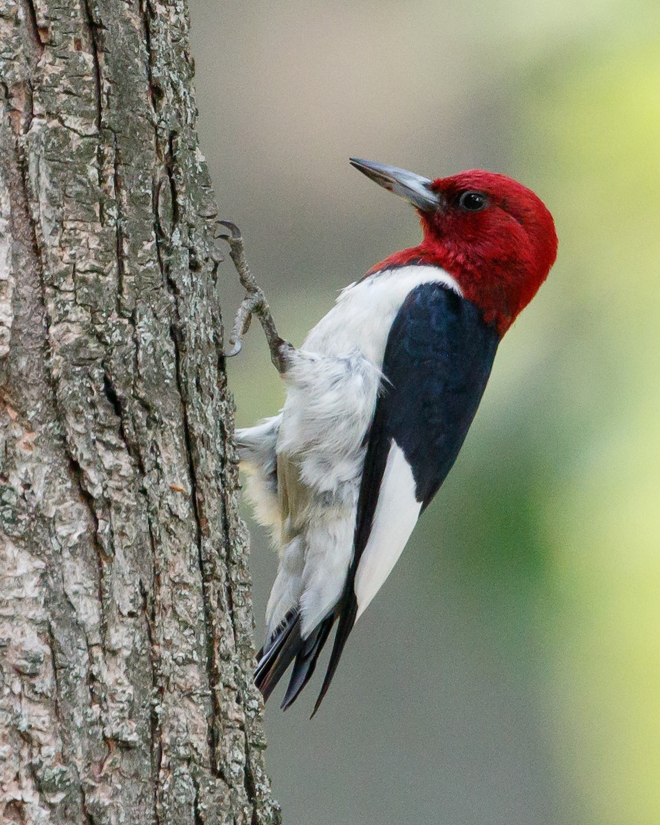 Red-headed Woodpecker - Jeff Stacey