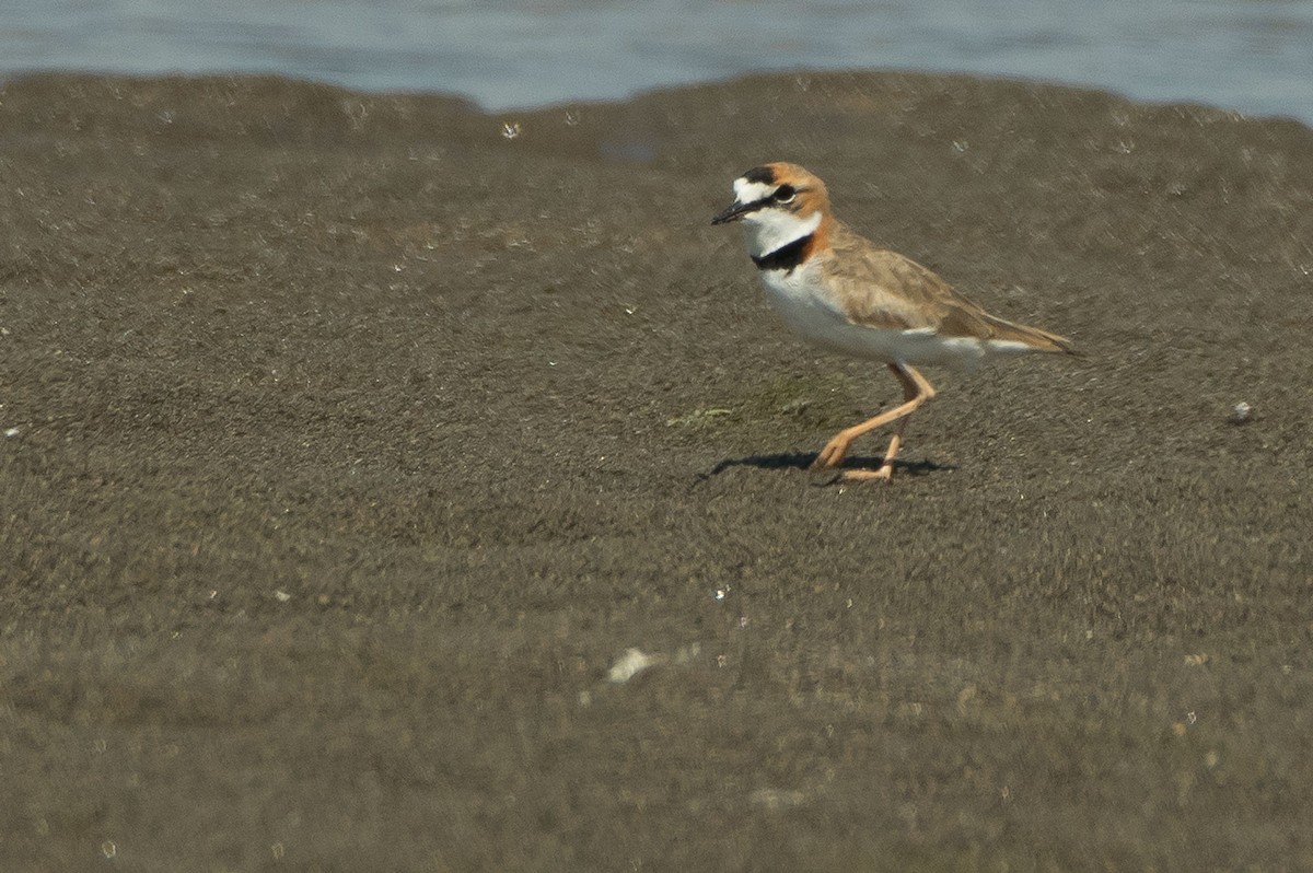 Collared Plover - ML64534891