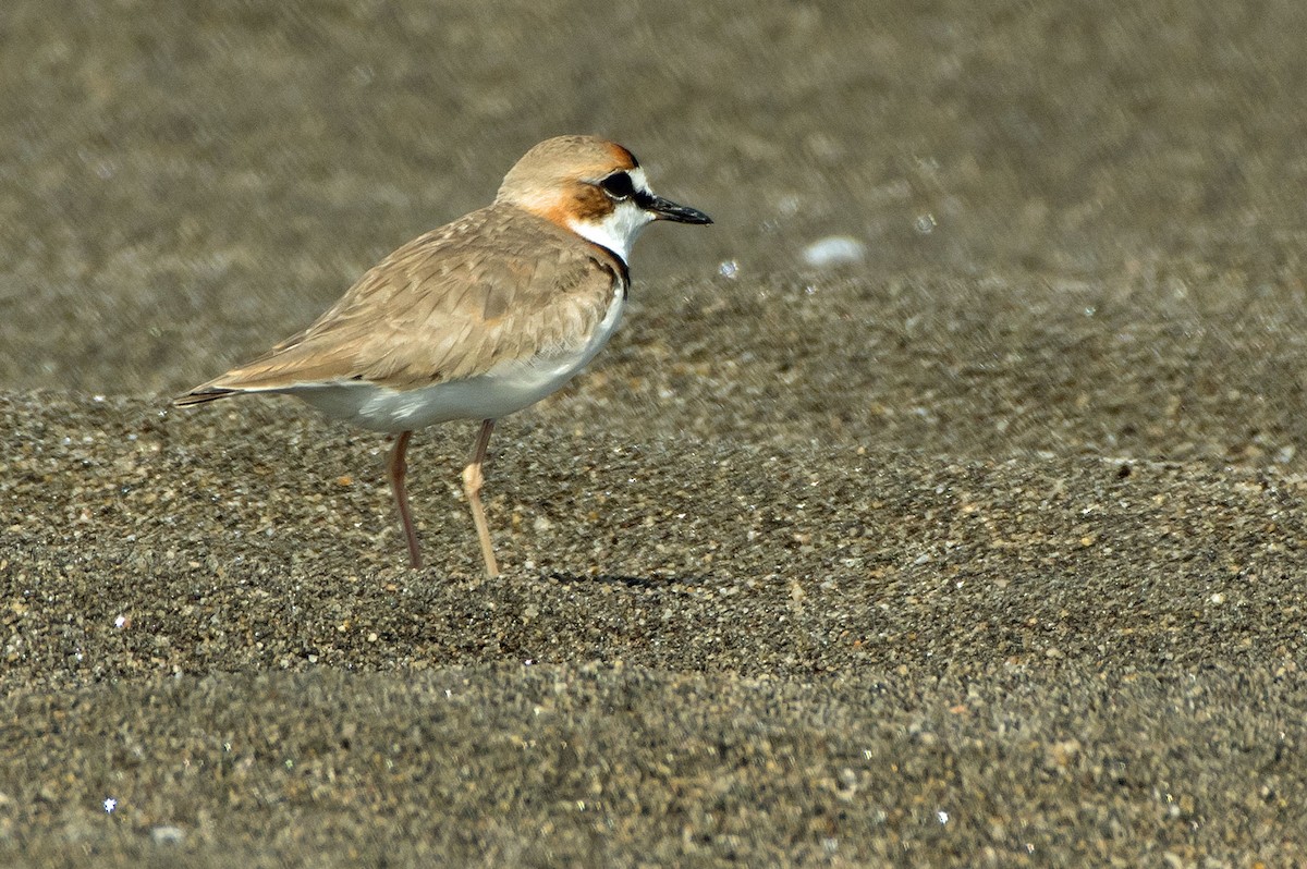Collared Plover - ML64534911