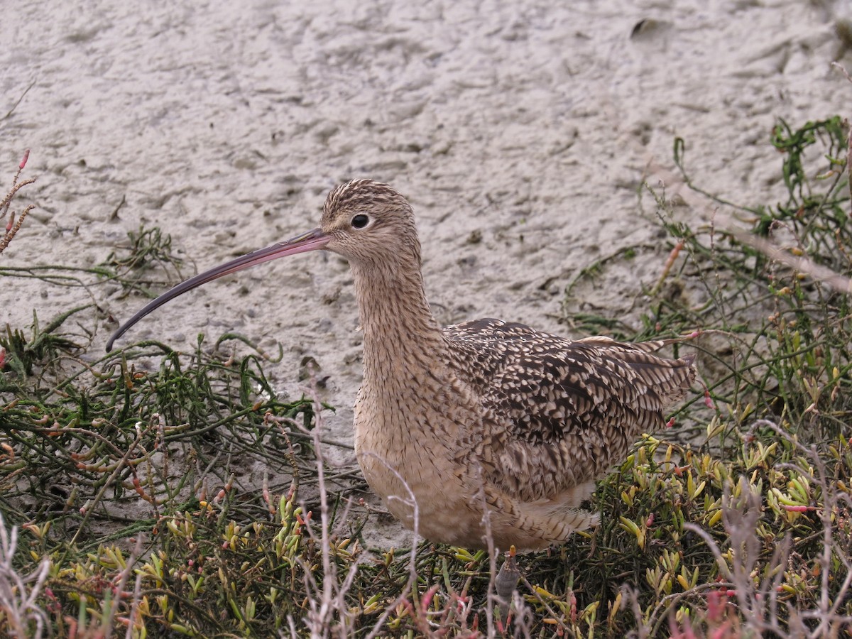 Long-billed Curlew - ML64535821
