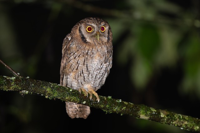 Tropical Screech-Owl