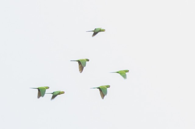 Scarlet-fronted Parakeet