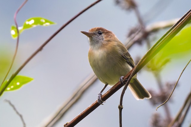 Rufous-naped Greenlet